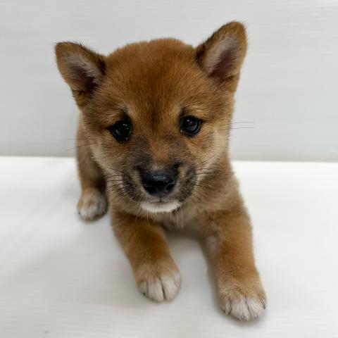 和歌山県の豆柴 (ペットアミ 岩出店/2026年7月11日生まれ/女の子/赤)の子犬の3枚目の画像