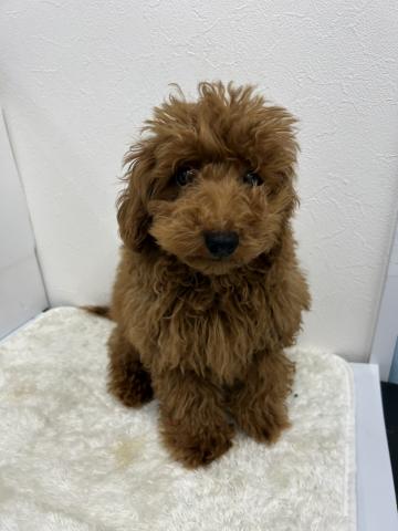 和歌山県のトイプードル(トイ) (ペットアミ 那賀店/2026年5月2日生まれ/男の子/レッド)の子犬