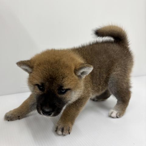 和歌山県の柴犬(標準サイズ) (ペットアミ 紀ノ川店/2026年7月10日生まれ/男の子/赤)の子犬の2枚目の画像