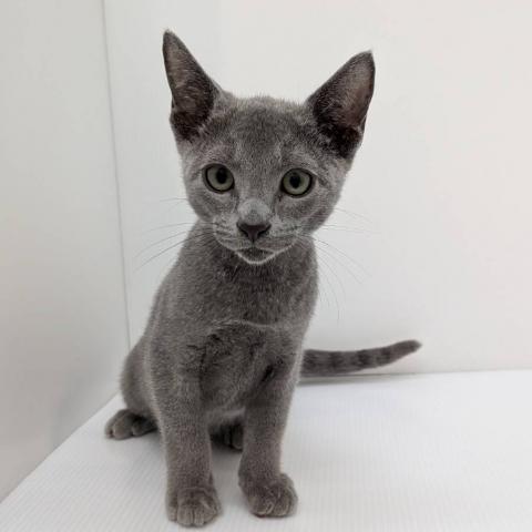 ロシアンブルー子猫