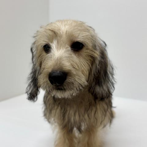 新潟県のハーフ犬・ミックス犬 (ペットアミ 加茂店/2026年5月16日生まれ/男の子/レッド)の子犬の1枚目の画像