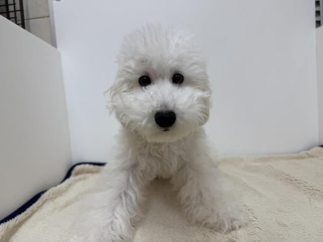 三重県のトイプードル(トイ) (ペットアミ 松阪店/2026年3月14日生まれ/女の子/クリーム)の子犬の1枚目の画像