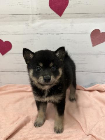 群馬県の柴犬(標準サイズ) (ペットアミ 前橋店/2026年7月17日生まれ/女の子/黒)の子犬の1枚目の画像