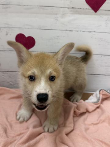 群馬県のハーフ犬・ミックス犬 (ペットアミ 前橋店/2026年7月16日生まれ/男の子/セーブルホワイト)の子犬の1枚目の画像