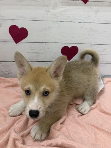 群馬県のハーフ犬・ミックス犬 (ペットアミ 前橋店/2026年7月16日生まれ/男の子/セーブルホワイト)の子犬の2枚目の画像
