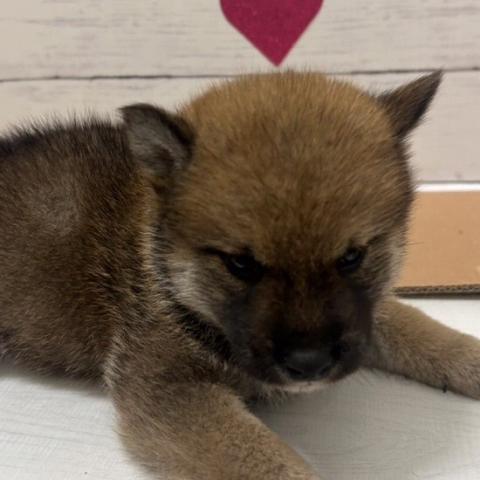 群馬県の柴犬(標準サイズ) (ペットアミ 前橋店/2026年7月11日生まれ/男の子/赤)の子犬の1枚目の画像