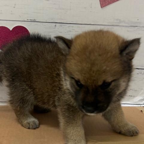 群馬県の柴犬(標準サイズ) (ペットアミ 前橋店/2026年7月11日生まれ/男の子/赤)の子犬の3枚目の画像