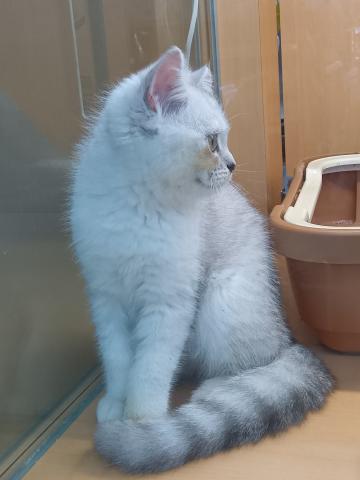 新潟県のミヌエット (ペットアミ 六日町店/2026年5月31日生まれ/男の子/チンチラシルバー)の子猫の3枚目の画像