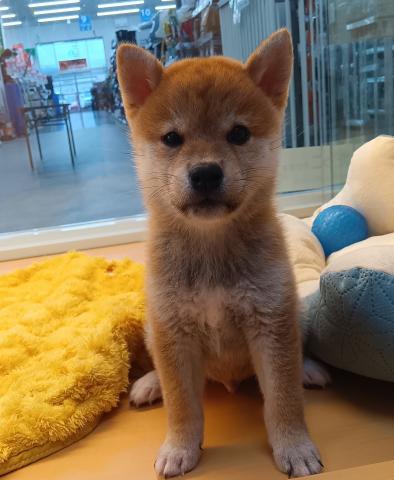 新潟県の柴犬(標準サイズ) (ペットアミ 六日町店/2026年7月10日生まれ/男の子/赤)の子犬の2枚目の画像