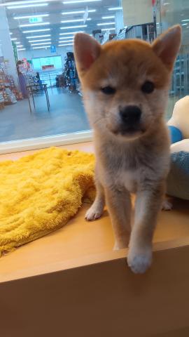 新潟県の柴犬(標準サイズ) (ペットアミ 六日町店/2026年7月10日生まれ/男の子/赤)の子犬の3枚目の画像