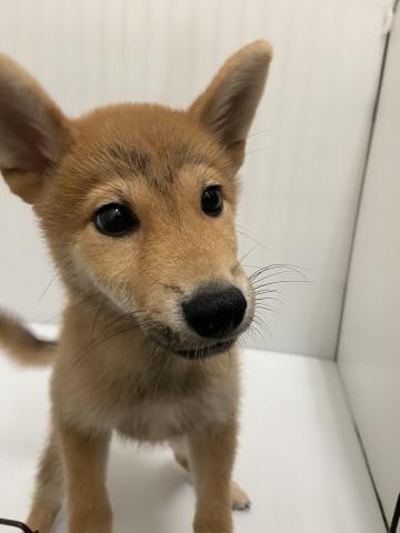 柴犬