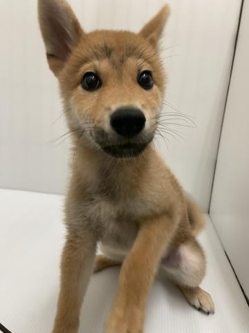 柴犬