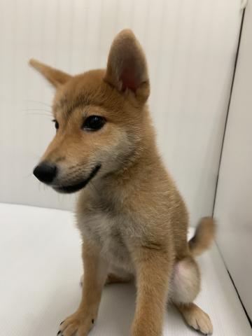柴犬