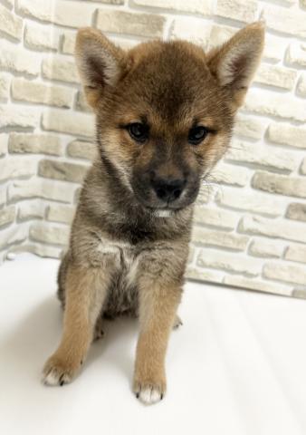 柴犬
