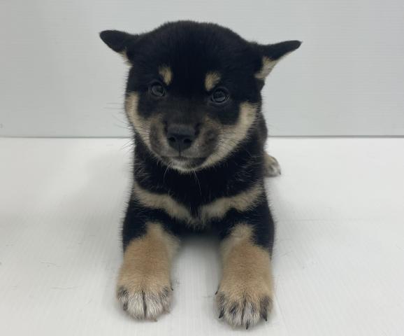 新潟県の柴犬(標準サイズ) (ペットアミ 新発田店/2026年7月23日生まれ/女の子/黒)の子犬の1枚目の画像