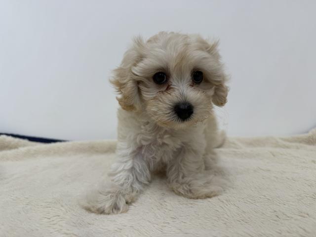 三重県のハーフ犬・ミックス犬 (ペットアミ 松阪店/2026年7月11日生まれ/男の子/クリーム)の子犬の1枚目の画像
