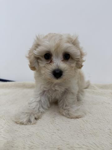 三重県のハーフ犬・ミックス犬 (ペットアミ 松阪店/2026年7月11日生まれ/男の子/クリーム)の子犬の2枚目の画像