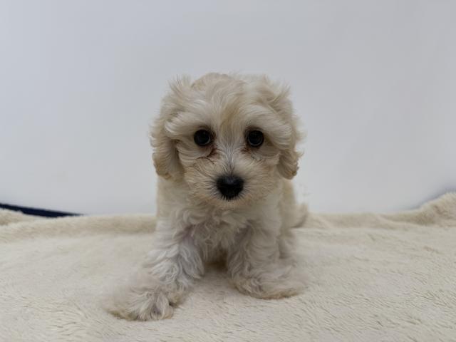 三重県のハーフ犬・ミックス犬 (ペットアミ 松阪店/2026年7月11日生まれ/男の子/クリーム)の子犬の3枚目の画像