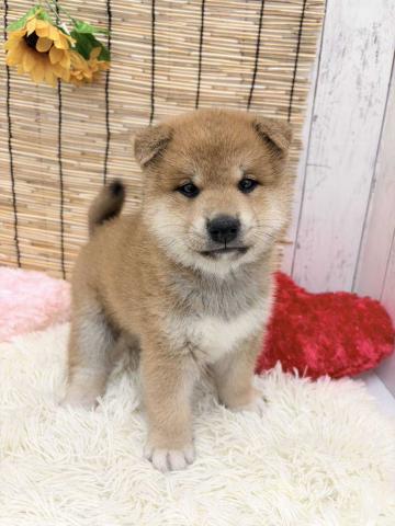 柴犬