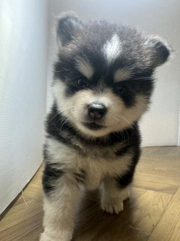 犬ハーフ(ポメラニアン×ハスキー)