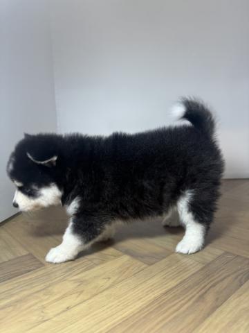 犬ハーフ(ポメラニアン×ハスキー)