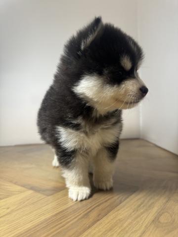 犬ハーフ(ポメラニアン×ハスキー)