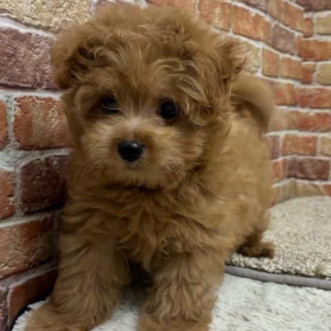 石川県のハーフ犬・ミックス犬 (ペットアミ 津幡店/2026年7月19日生まれ/男の子/レッド)の子犬の1枚目の画像