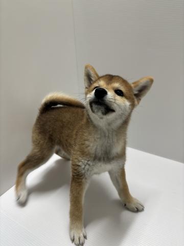新潟県の柴犬(標準サイズ) (ペットアミ 加茂店/2026年6月13日生まれ/男の子/赤)の子犬の2枚目の画像