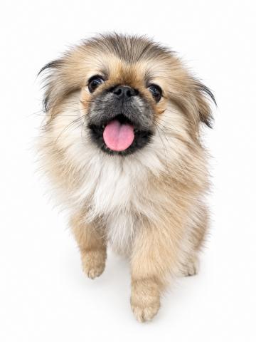 三重県のペキニーズ (ペットアミ 名張店/2026年4月10日生まれ/女の子/フォーン)の子犬の1枚目の画像