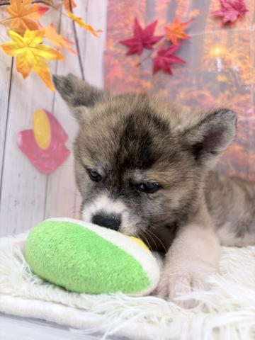 秋田犬