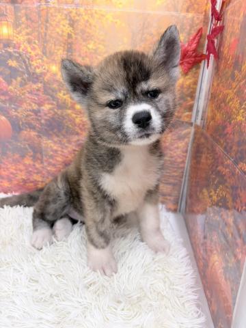 秋田犬
