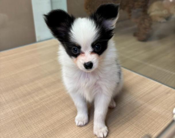 パピヨン