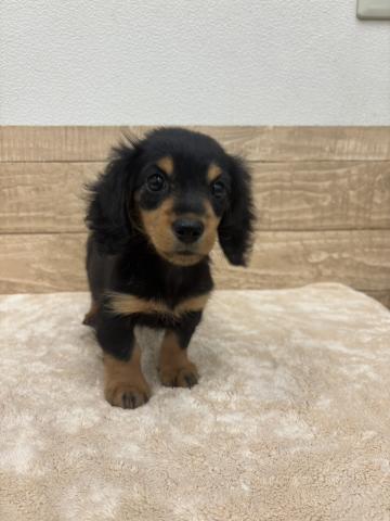 ミニチュアダックスフンド