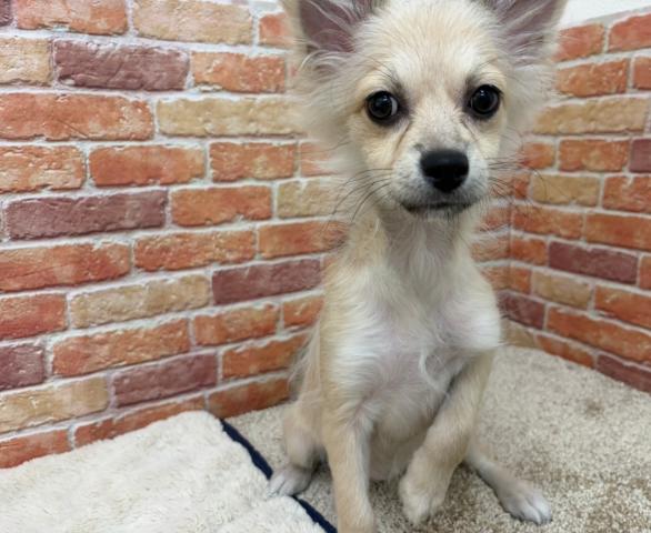 石川県のハーフ犬・ミックス犬 (ペットアミ 津幡店/2026年5月29日生まれ/女の子/フォーン)の子犬の2枚目の画像