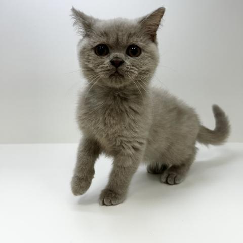ブリティッシュショートヘア