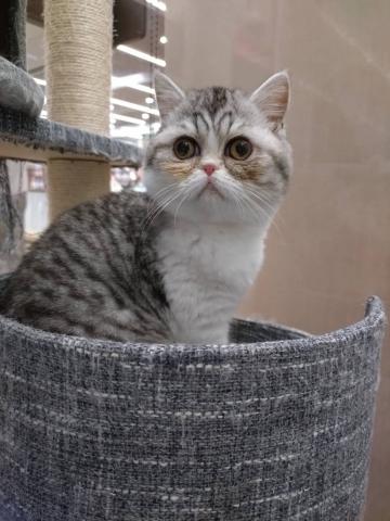 エキゾチックショートヘアー