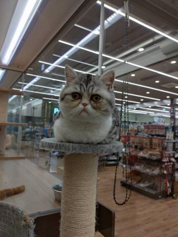 エキゾチックショートヘアー