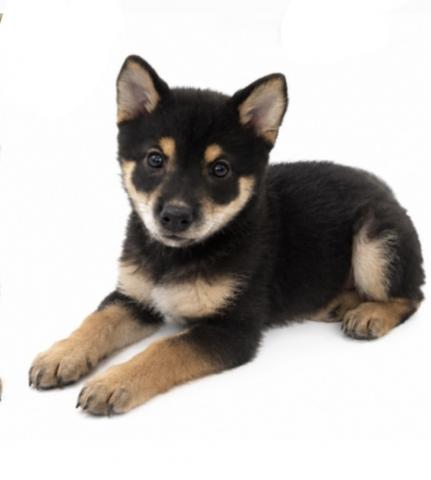 三重県の柴犬(標準サイズ) (ペットアミ 名張店/2026年6月11日生まれ/男の子/ブラック)の子犬の2枚目の画像