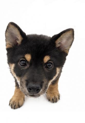三重県の柴犬(標準サイズ) (ペットアミ 名張店/2026年6月11日生まれ/男の子/ブラック)の子犬の3枚目の画像