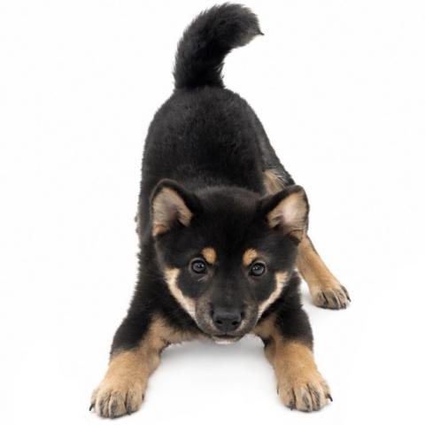 三重県の柴犬(標準サイズ) (ペットアミ 名張店/2026年6月11日生まれ/男の子/ブラック)の子犬の4枚目の画像