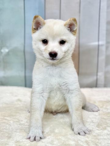 柴犬豆柴犬
