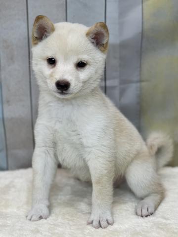 柴犬豆柴犬