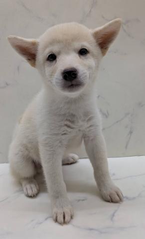 柴犬