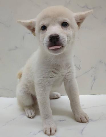柴犬