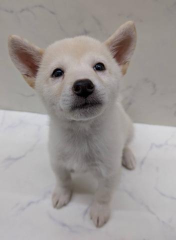 柴犬