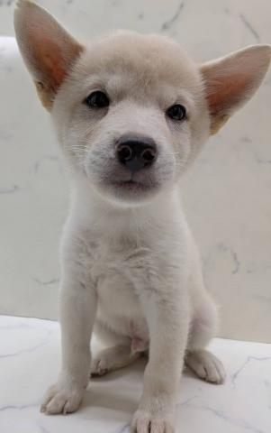 柴犬