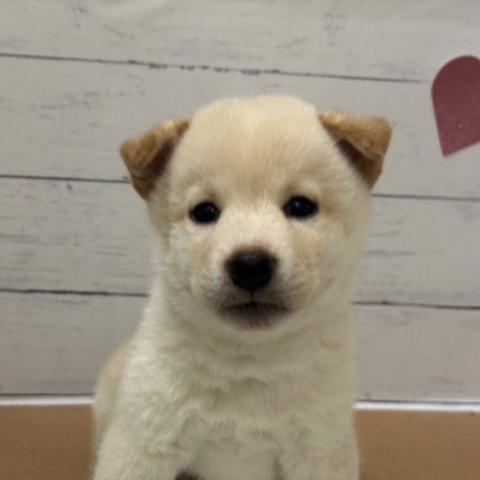 柴犬