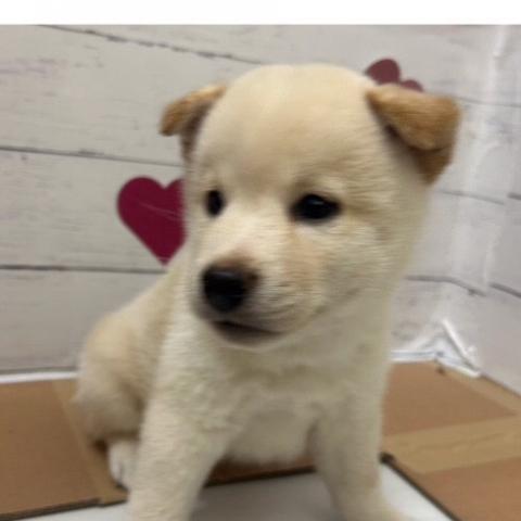 柴犬