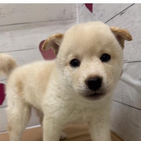 柴犬