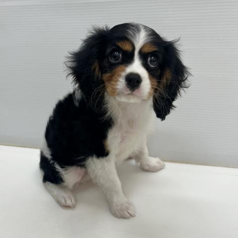 和歌山県のキャバリアキングチャールズスパニエル (ペットアミ 岩出店/2026年7月9日生まれ/男の子/トライカラー)の子犬の2枚目の画像